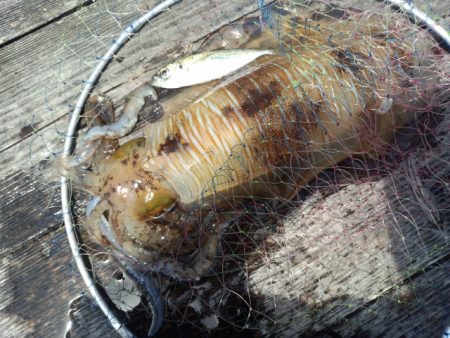 今年初のアオリイカ