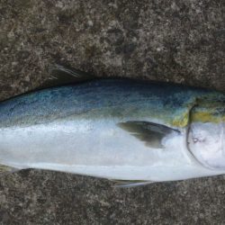 久々に釣れました　煙樹ヶ浜のメジロ