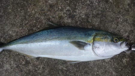 久々に釣れました　煙樹ヶ浜のメジロ