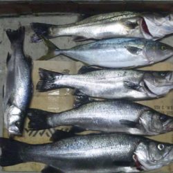 河口にてルアー釣り