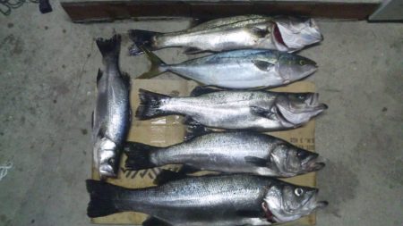 河口にてルアー釣り