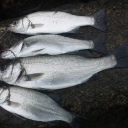 河口にてルアー釣り