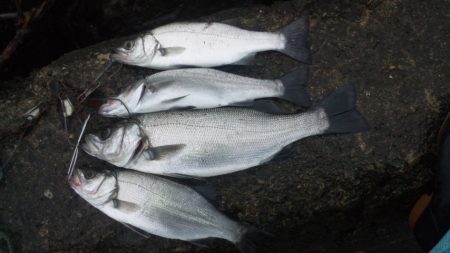 河口にてルアー釣り