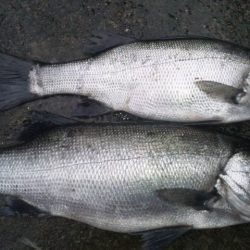 リベンジ釣行！！