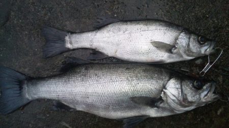 リベンジ釣行！！