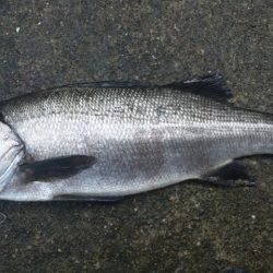 河口にてルアー釣り