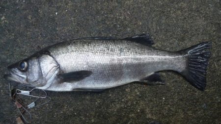 河口にてルアー釣り
