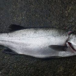 河口の濁りの中で