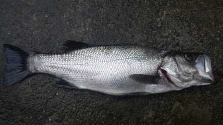 河口の濁りの中で