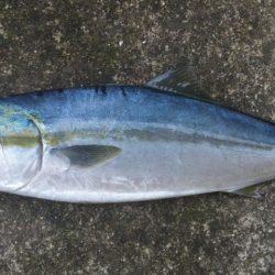 久々に釣れました