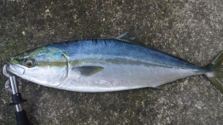 久々に釣れました