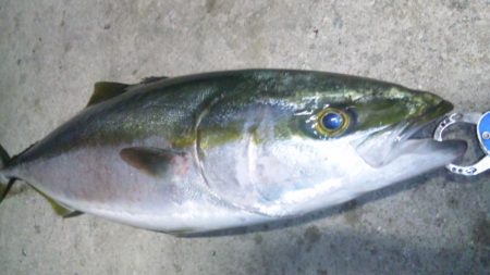 煙樹ヶ浜にてショアジギング