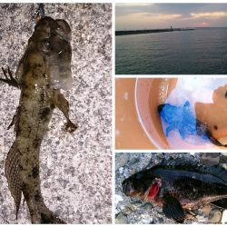 メバリングのつもりでしたが、、、