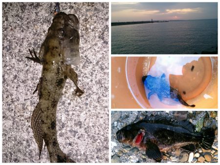 メバリングのつもりでしたが、、、