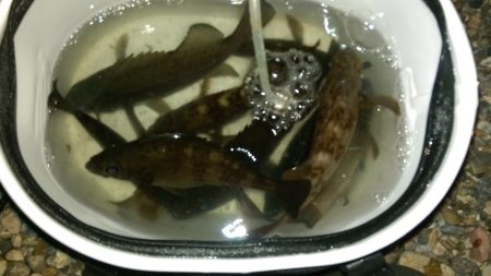 大漁なんだけど