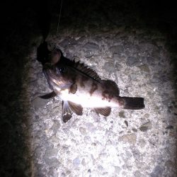 メバリング釣行はポロリ連発