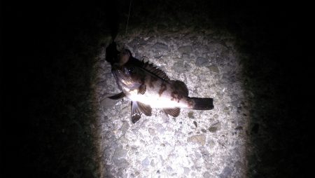 メバリング釣行はポロリ連発