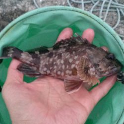 かろうじてボウズ逃れ