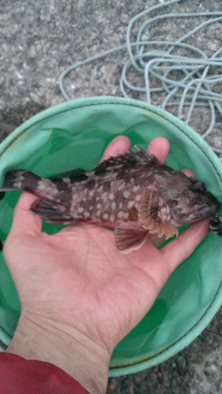 かろうじてボウズ逃れ