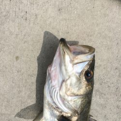 鉄板バイブのデイゲーム