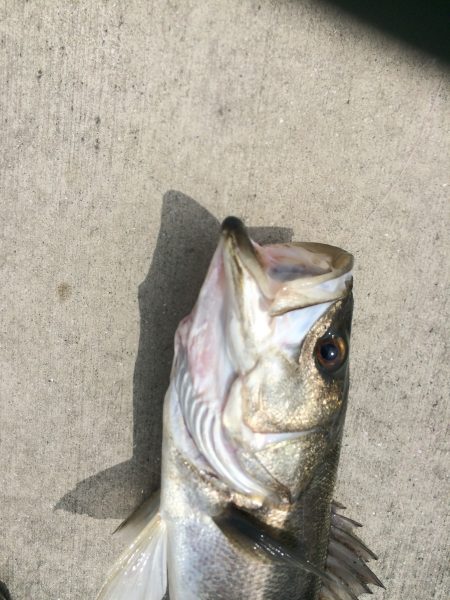 鉄板バイブのデイゲーム