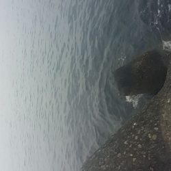 のほほんはあきません。南港でエビ撒き釣り