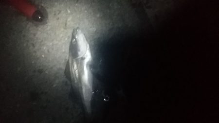 何か釣れるかな？