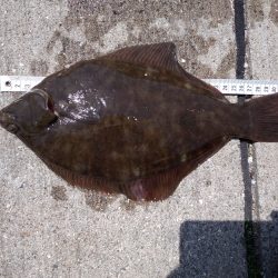 カレイ　なんとか1枚！