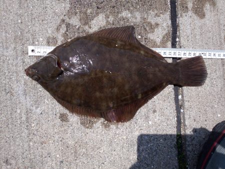 カレイ　なんとか1枚！