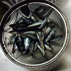 イワシ61匹　1時間半