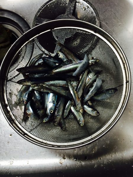 イワシ61匹　1時間半