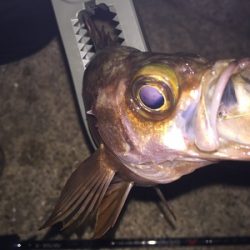 シャローでなんとかメバルに会えました