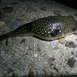 チビメバルとロリメバルとグーフー