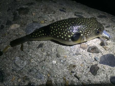 チビメバルとロリメバルとグーフー