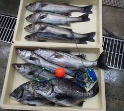 エビ撒き釣り 楽しめました(^^)