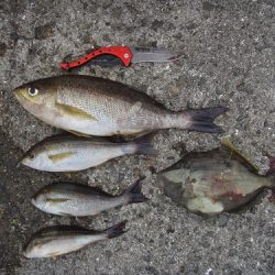 小浦一文字で良型イサギ