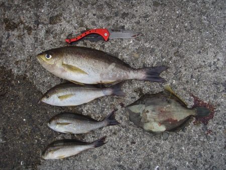 小浦一文字で良型イサギ