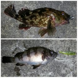 のっ込みチヌ狙い！