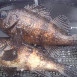 さわやかな風の朝にサーフで遠投