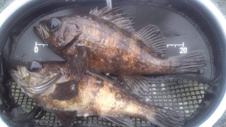 さわやかな風の朝にサーフで遠投