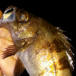 メバル少なくフグパーティー