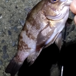 メバルを食べてから再度リベンジ