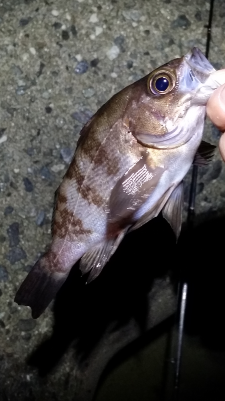 メバルを食べてから再度リベンジ