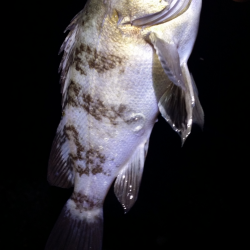 釣りビギナーメバルマスターです。泉南エリアランガン