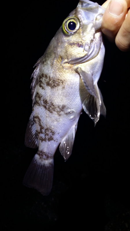 釣りビギナーメバルマスターです。泉南エリアランガン