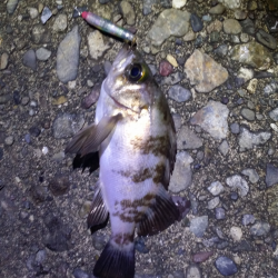 泉南エリア激シャロー探し　チビメバルしかいない。