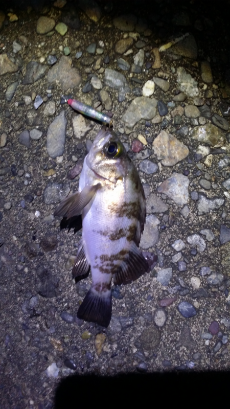 泉南エリア激シャロー探し　チビメバルしかいない。