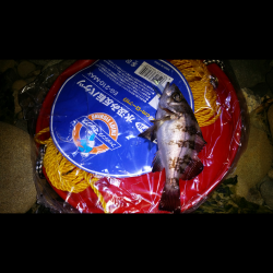 泉南エリアメバリング