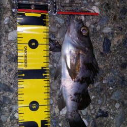 岬周辺メバリング