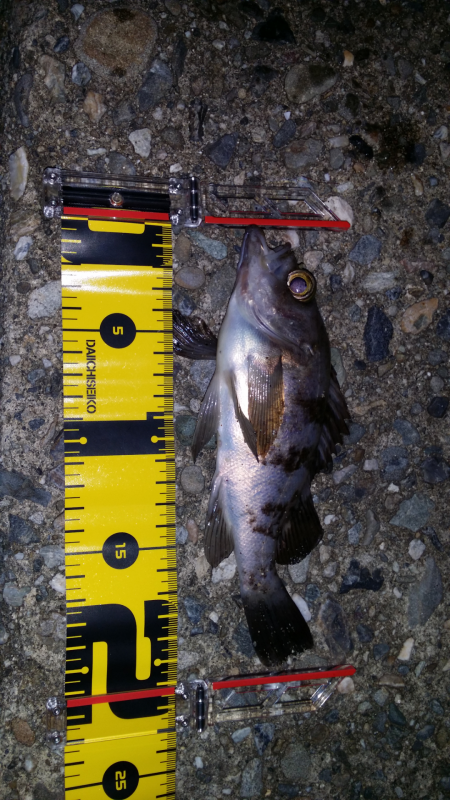 岬周辺メバリング